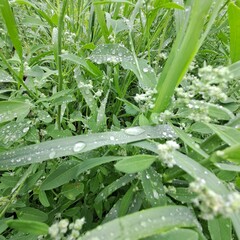 fresh green grass