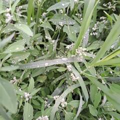 dew on the grass