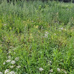 green grass and flowers