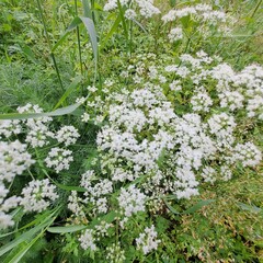 flowers in the garden