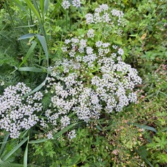 bush of white flowers