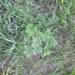green grass background