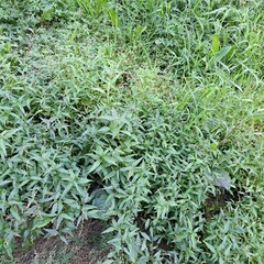 green grass background