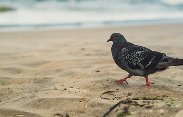 A pigeon strolls across the sandy beach, with gentle waves lapping at the shoreline. The scene is peaceful and showcases nature's simple beauty.
