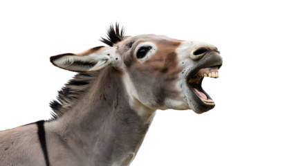 Expressive donkey with mouth open, showing teeth and teeth, against a white background.