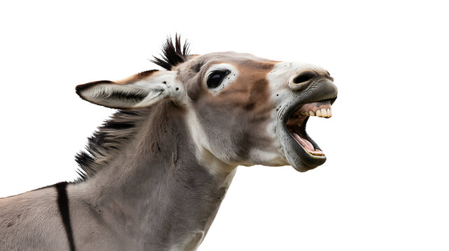 Expressive donkey with mouth open, showing teeth and teeth, against a white background.