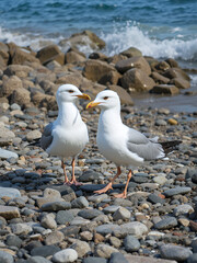 Obraz premium Two seagulls, Laridae, walk on stone beach