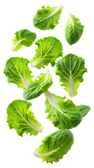 flying green lettuce leaves isolated on a transparent white background, clipping path