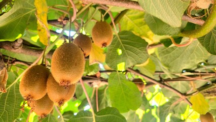 kiwis ripening on the tree, organic agricultural self-consumption