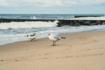Seagulls stroll across the wet sand as ocean waves roll in at a beach. The sky is filled with clouds, creating a moody atmosphere by the sea.