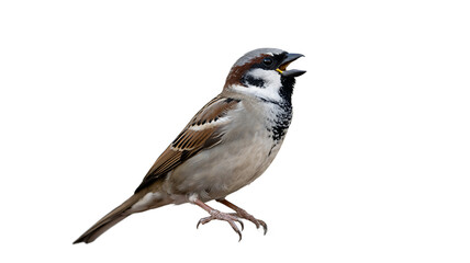 A small sparrow sings on a white background, its beak open in song.
