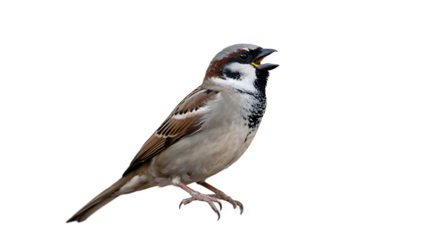 A small sparrow sings on a white background, its beak open in song.