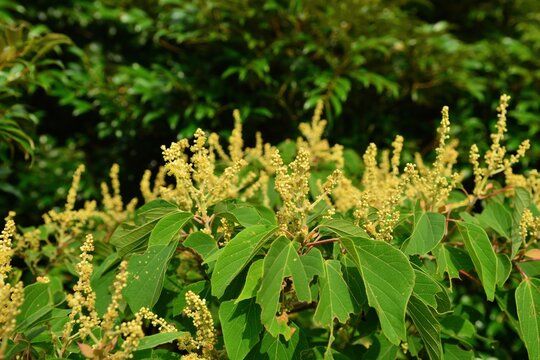 Mallotus japonicus (Yeduk Tree), a dioecious Euphorbiaceae shrub with clustered male flowers blooming in summer. Photographed in Korea.