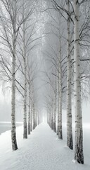 Fototapeta premium A serene winter pathway lined with birch trees