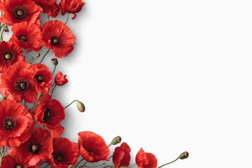 Red poppy flowers arranged in a corner border on white