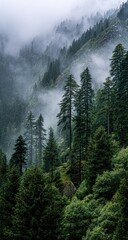 Obraz premium Misty mountain forest scene