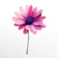 Watercolor illustration of a single, vibrant pink flower