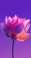 Fototapeta premium Close-up of a vibrant pink lotus flower against a vibrant purple gradient background