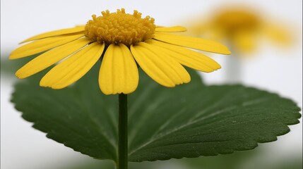 Bright yellow euryops daisy flower showcased in macro shot against a clean white background with soft natural light highlighting its radiating petals