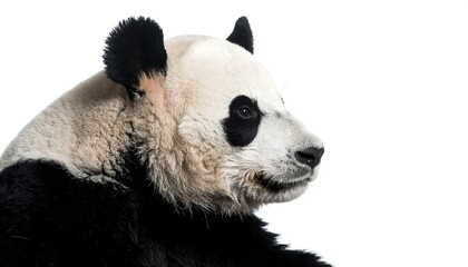 Fototapeta premium Profile view of a majestic giant panda, showcasing its distinctive black and white fur pattern against a plain white background.