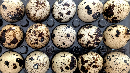 Fototapeta premium Close up of Freshly gathered organic quail eggs in a plastic egg cup. Low cholesterol food concept.