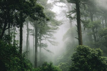Fototapeta premium Misty forest scene with tall trees and dense foliage