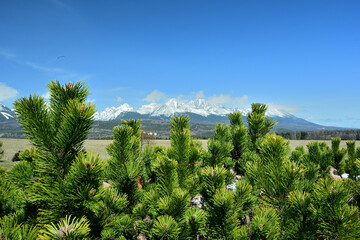 Green forest landscape in the background with snow-covered mountain peaks High Tatras in spring