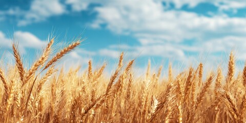 Fototapeta premium The golden wheat field under a bright blue sky with fluffy clouds.