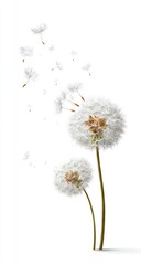 Obraz premium Two dandelion seed heads, light fluffy white, with seeds dispersing, against a plain white background