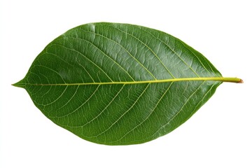 Obraz premium Close-up of a vibrant green leaf, oval-shaped with prominent veins, isolated against a white background
