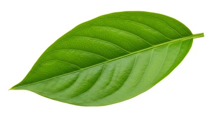 Obraz premium Bright, healthy botanical specimen, a single green leaf with a textured surface, perfect for educational or graphic purposes.