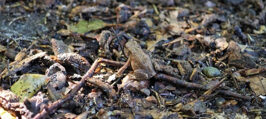 Kleiner Frosch gut getarnt