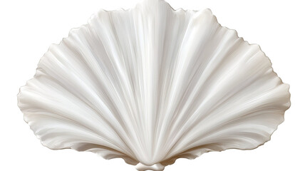 Sea shell ocean marine beach decoration isolated on white background