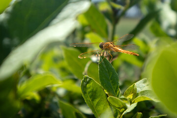Libellula su su una foglia 