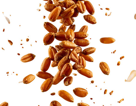  Close-Up Stream of Falling Emmer Wheat Grains, Scattered Particles, Isolated PNG