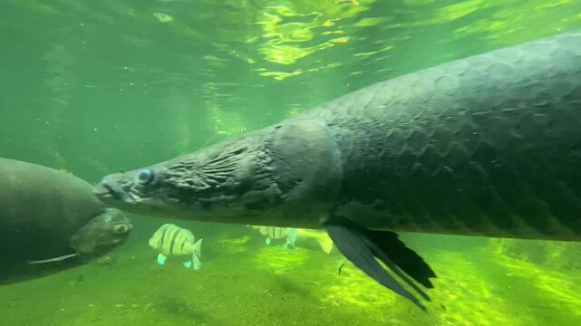 pirarucu fish swimming in the water