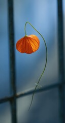 A single, vibrant orange poppy, gently swaying, against a soft, cool blue backdrop