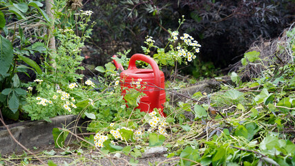 Closeup of a red watering can amongst plant debris after cutting back,  Derbyshire England
