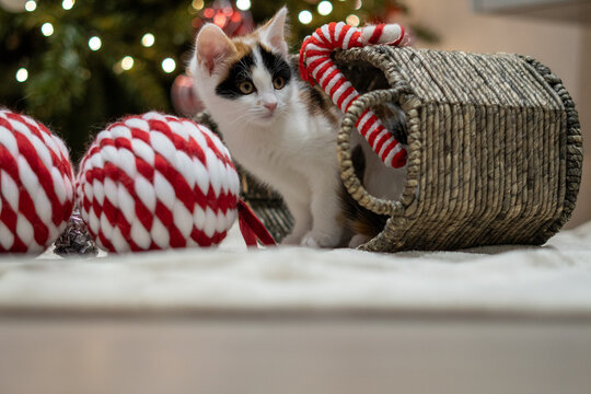 Cat near a christmas tree with candy cane