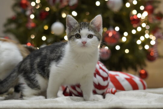 cat near a christmas tree