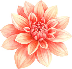 Fototapeta premium watercolor dahlia flower illustrations in various colors including pink, red, orange, and yellow. Some flowers have stems and green leaves, all depicted with delicate brushstrokes on a light textured
