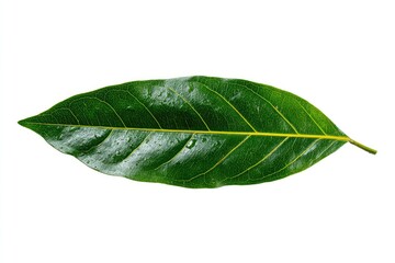 Obraz premium Close-up of a single, elongated, vibrant green leaf against a white background. The leaf shows visible veins and a slightly textured surface