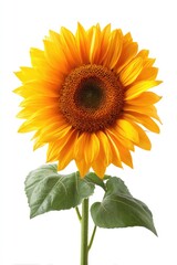 Obraz premium Vibrant sunflower against white (1)