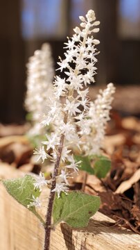 Close-up view of foamflower spike showcasing tiny white star-shaped flowers against a clean background in a forest floor setting