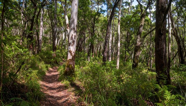 A tranquil pathway winds through a lush, vibrant forest with towering trees