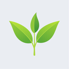 Fototapeta premium Three Green Leaves On Branch
