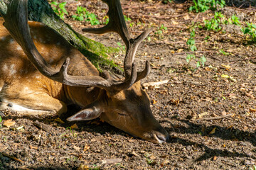 Sleeping fallow deer with large antlers lying by a tree trunk on forest ground, surrounded by shade...