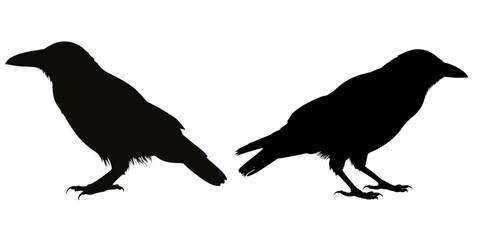 Obraz premium Two raven silhouettes standing side by side against a white background view on transparent background