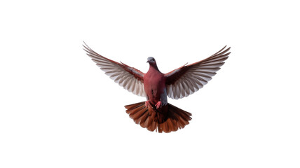 Fototapeta premium A majestic pink pigeon soars against a stark black background