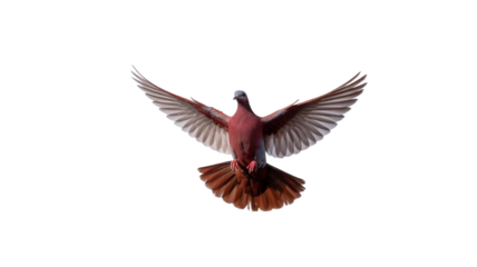 A majestic pink pigeon soars against a stark black background
